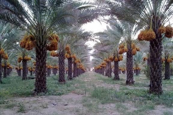 خرما مضافتی خوشه ای مرغوب با فرم طبیعی و ظاهر جذاب